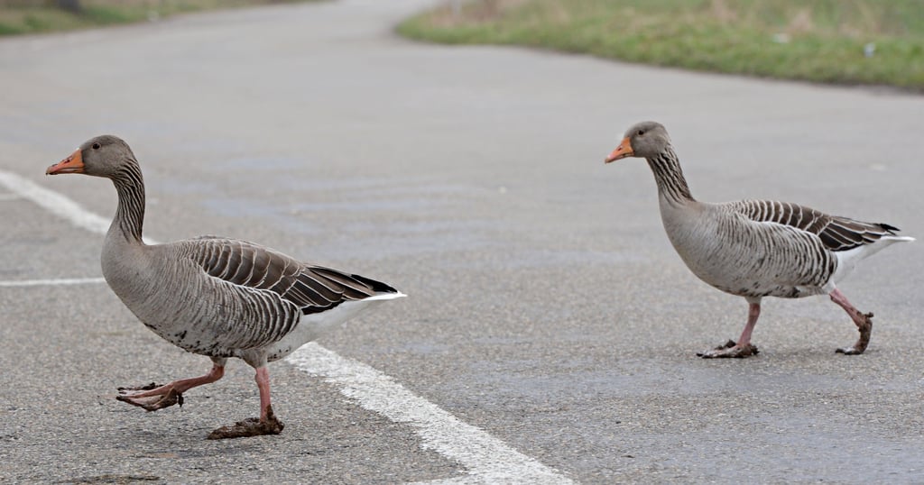 In Stendal musste ein Autofahrer wegen einer Gänsefamilie stark bremsen.