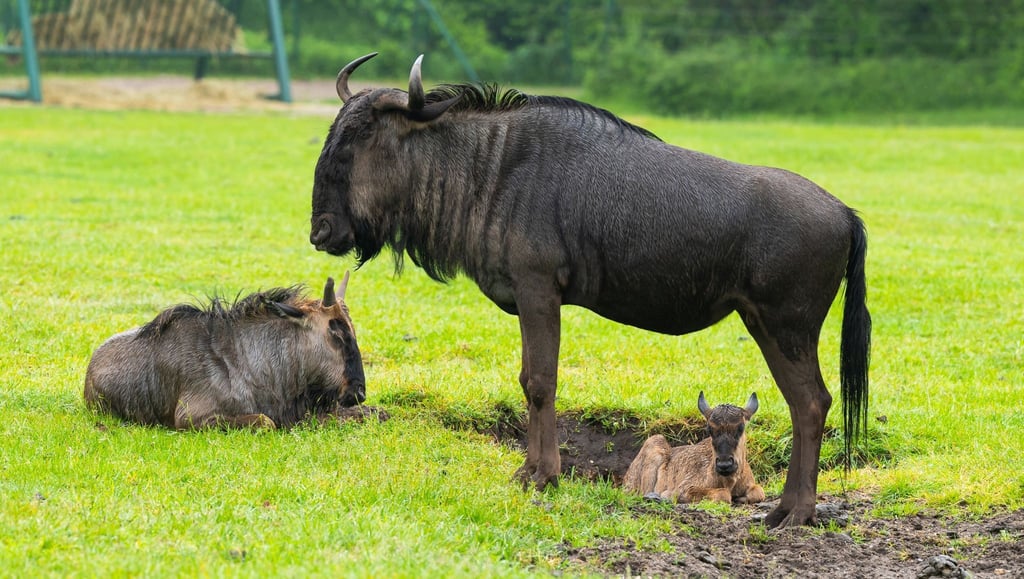 Streifengnus im Serengeti-Park.