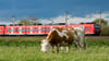 Wegen einer Kuh wurde die Bahnstrecke zwischen Magdeburg und Helmstedt gesperrt.