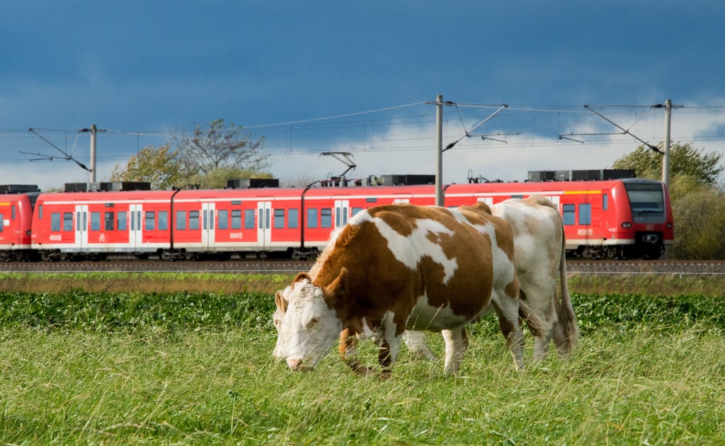 Wegen einer Kuh wurde die Bahnstrecke zwischen Magdeburg und Helmstedt gesperrt.