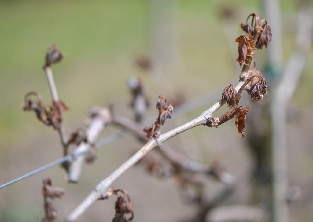 Erfroren ist ein Trieb an einem Weinstock in einer Plantage nahe Frankfurt (Oder).