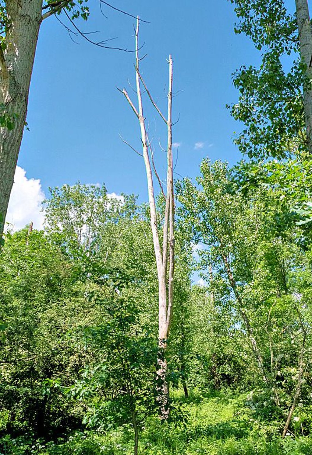 Nahe Profen: Natur im Wandel,  wo etwas abstirbt, entsteht Platz für Neues. Die Natur entscheidet.