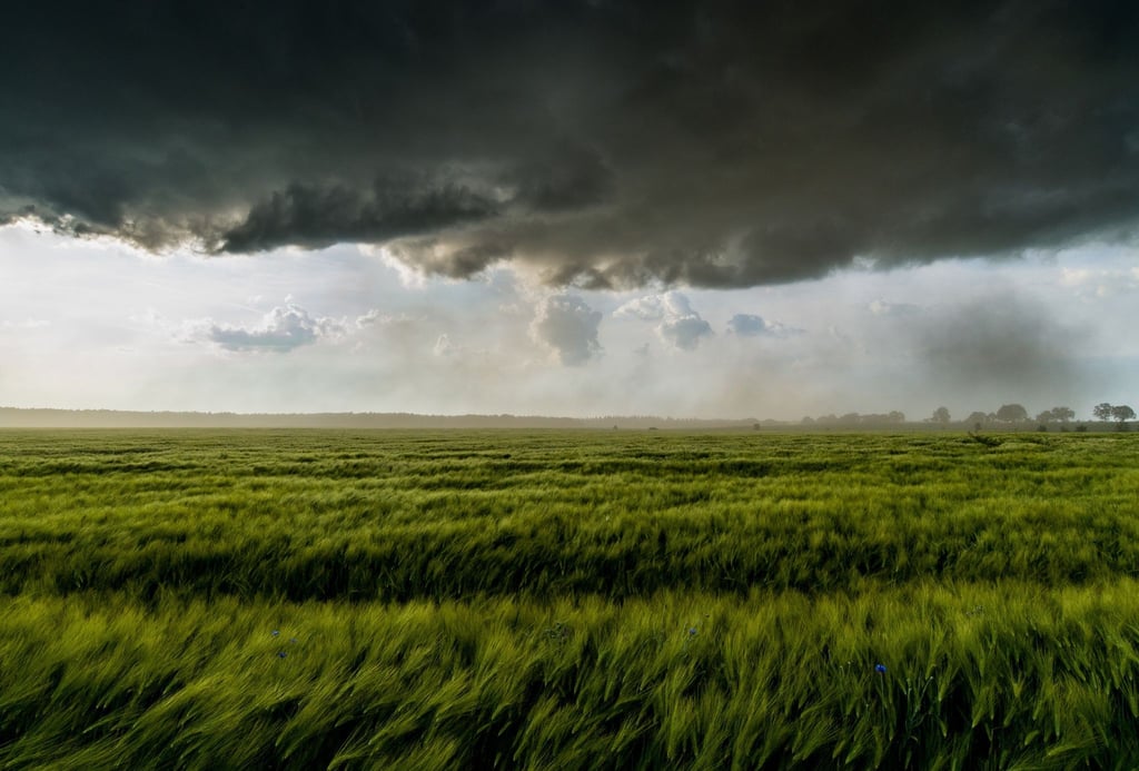 Eine dunkle Gewitterzelle mit heftigen Sturm zieht über ein Getreidefeld nahe Petersdorf im Landkreis Oder-Spree (Brandenburg).