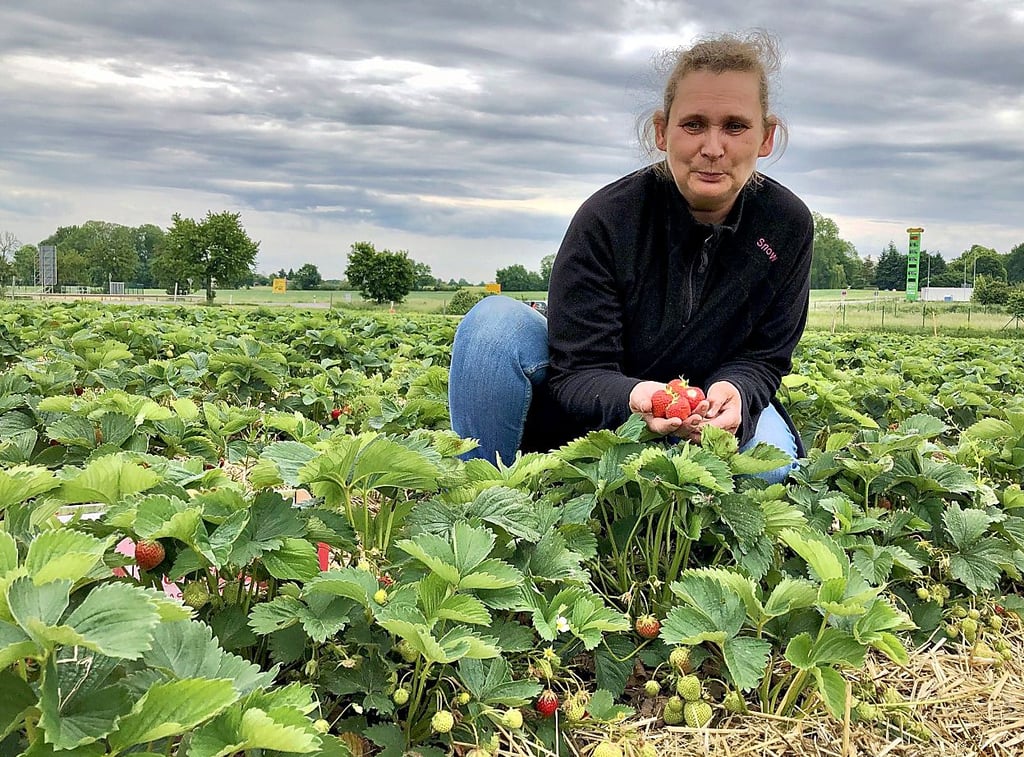 Schöne rote Früchte konnte Alexandra Frank aus Schkölen auf dem Selbstpflückfeld der Firma Erdbeeren-Funck in Oberkaka ernten.