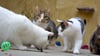 Im Schönebecker Tierheim sollen viel zu junge Katzen an neue Besitzer vermittelt worden sein. Die Chefin der Einrichtung weist die Vorwürfe aus dem Netz entschieden zurück.