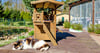 Das Tierheim in Wittenberg ist kurz vor der Kapazitätsgrenze. Zuletzt sind rund ein Dutzend Katzenjunge ins Katzenhaus abgegeben worden. 