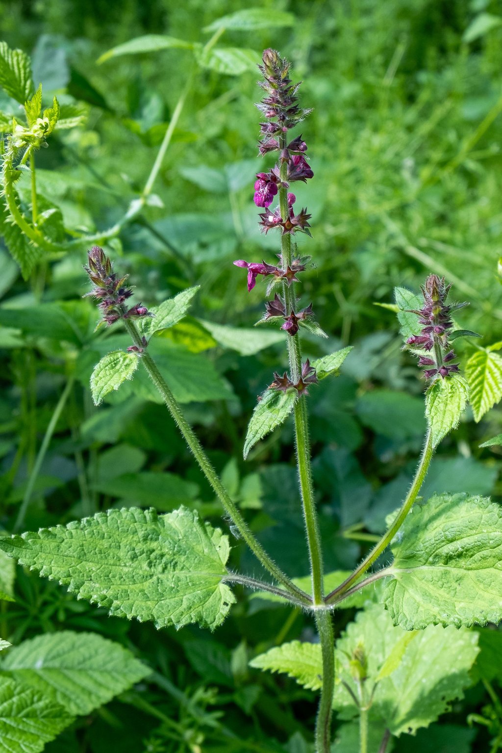 Wald-Ziest wächst am Weg durch den Zeitzer Tiergarten.
