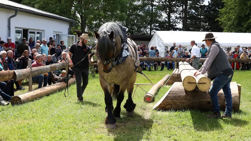 Holzrücken in Braunschwende