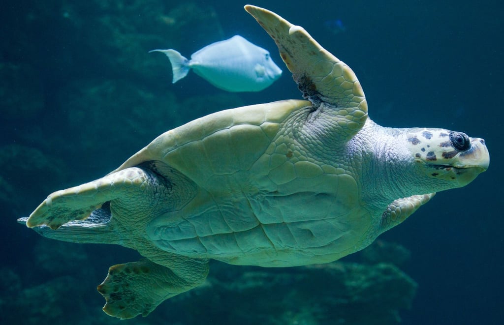 „Die Tatsache, dass die Brutzeit früher beginnt, deutet darauf hin, dass die Schildkröten sich anpassen, um die sehr hohen Temperaturen im Sommer zu vermeiden.“