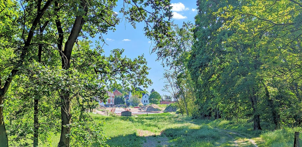 Vom lockeren Waldgebiet am Ende der Friedensstraße geht der Blick auf die Bautätigkeit an der Königsborner Straße (B 184). Auch dort entsteht gerade neue Wohnbebauung in Heyrothsberge. Die Waldfläche könnte ebenfalls für neue Häuser weichen müssen.
