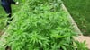 Diese Cannabispflanzen wurden von der Polizei in Leipzig entdeckt.