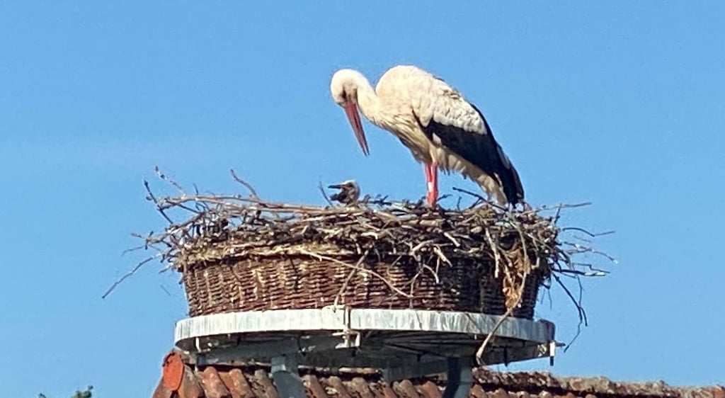 Die Strommast-Störche in Lüderitz haben Nachwuchs bekommen.