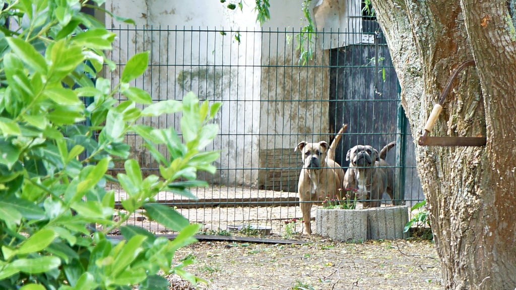 Sogenannte Kampfhunde versetzen einige Nachbarn in Angst. Können höhere Hundesteuern Menschen vom Besitz dieser Tiere abhalten?