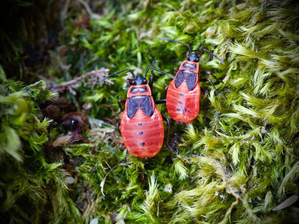 Die Feuerwanze lebt meist am Boden und ist ungefährlich. Die schwarz-roten Tiere treten zumeist in Gruppen auf und kündigen den Frühling an.