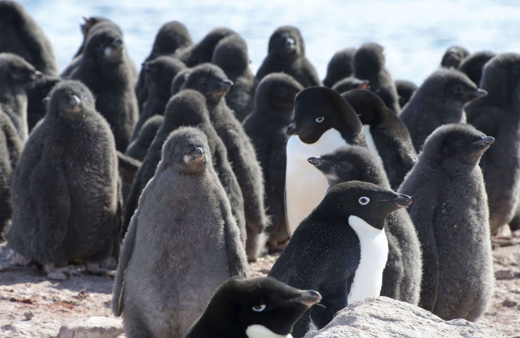 Adeliepinguine und ihr Nachwuchs.