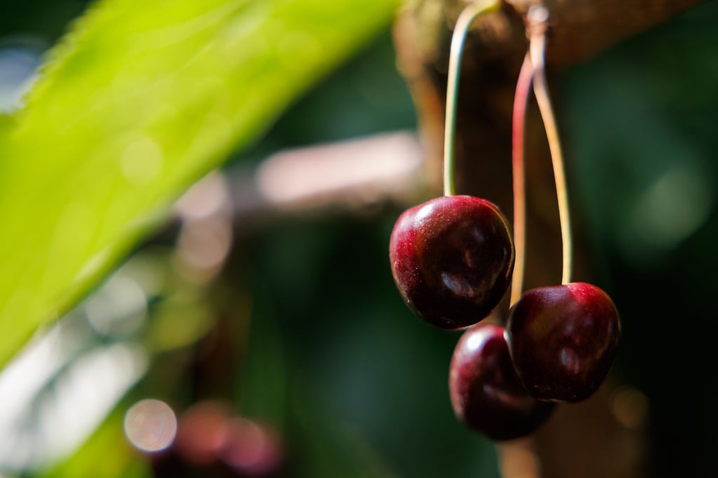 Kirschen der Sorte Regina hängen in einer Obstplantage an einem Baum.