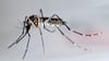 Stechmücke der Art „Aedes aegypti“ - auch „Stegomyia aegypti“: Die Gelbfiebermücke, Denguemücke oder Ägyptische Tigermücke überträgt verschiedene Krankheiten, darunter auch das Dengue-Fieber.