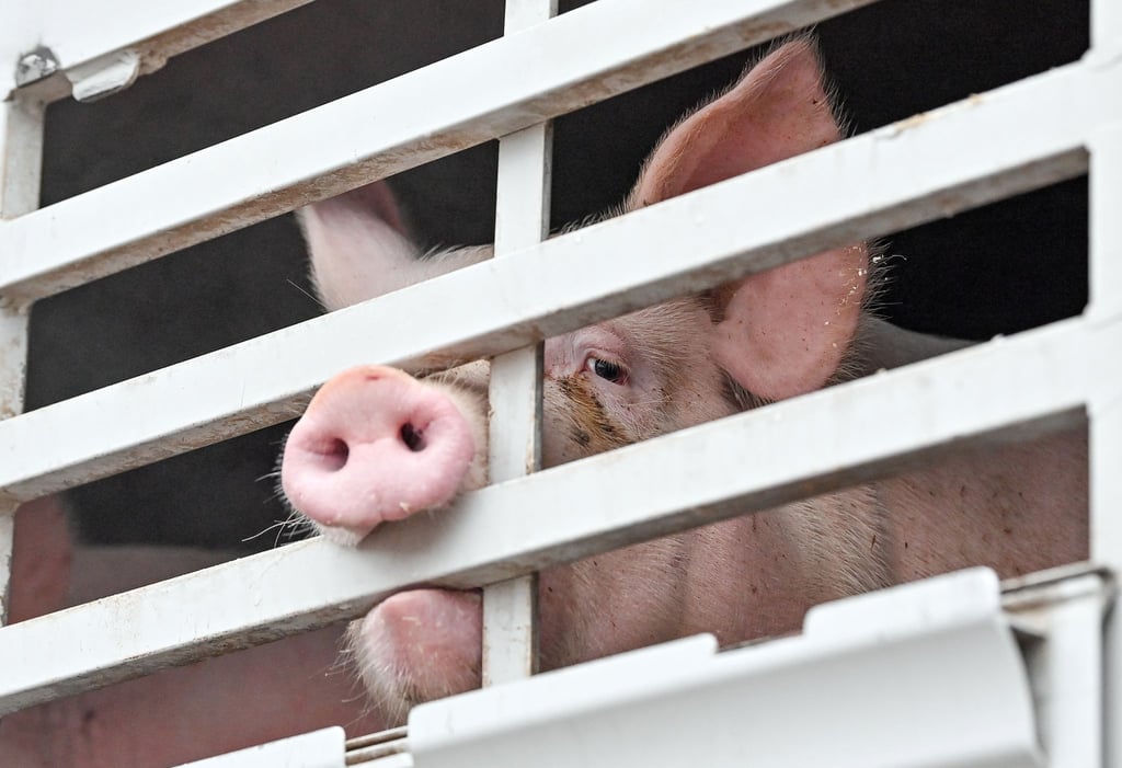 Mastschweine sind in einem Lkw für den Transport zum Schlachthof zu sehen.