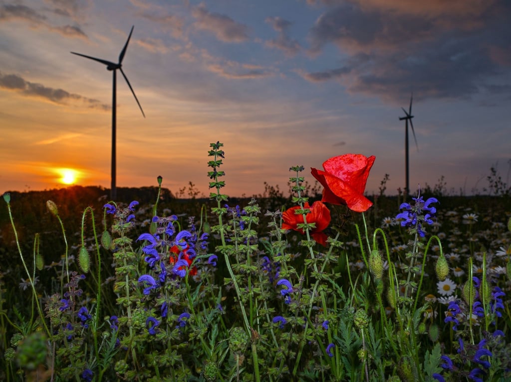 Eine Wiese im Landkreis Oder-Spree in Ostbrandenburg.
