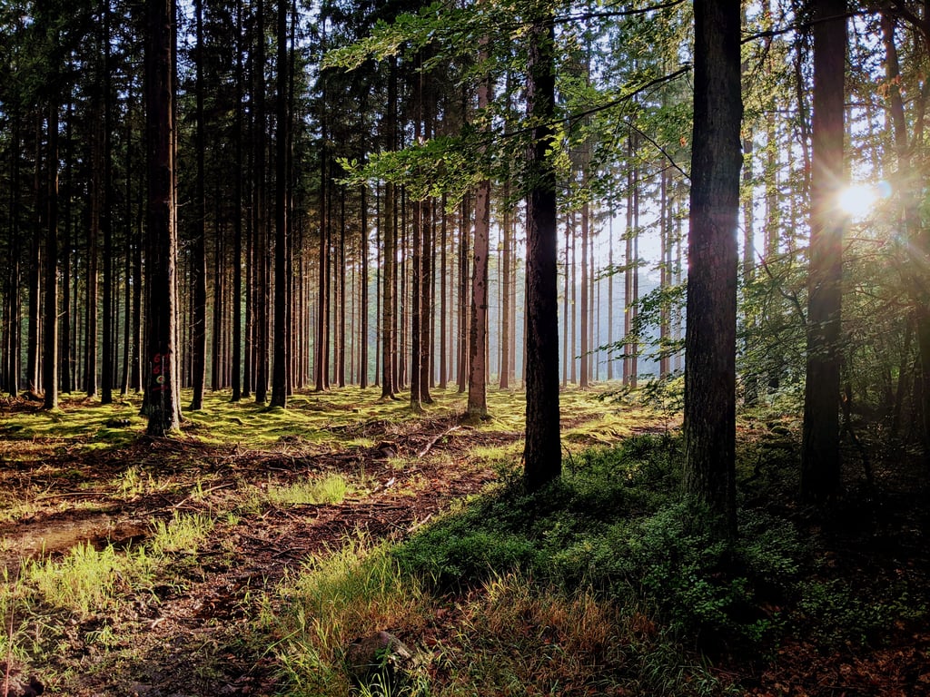 Weg vom reinen Nadelwald, hin zu klimaangepassten Mischwäldern - das ist das Ziel. Doch zur gleichen Zeit, zu der ein neues Bundeswaldgesetz Waldbesitzern mehr Pflichten auferlegen will, werden die Fördermittel für den Waldumbau gesperrt.