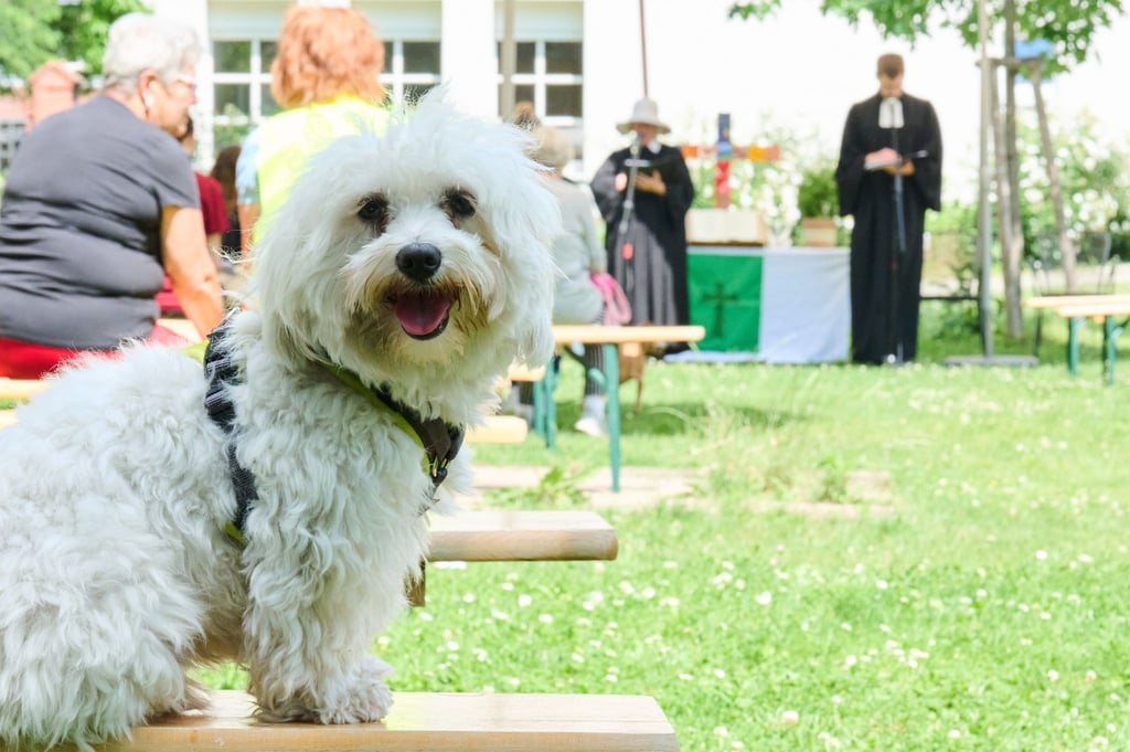 Havaneser-Mischling „Marko“ beim Tiersegnungs-Gottesdienst der Evangelische Gemeinde Berlin-Rudow.
