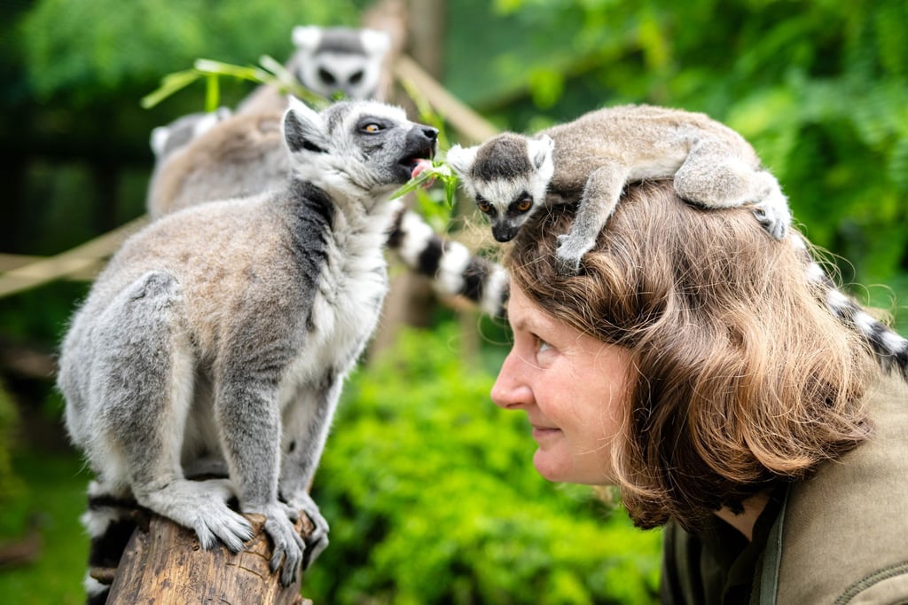 Tierpflegerin Frauke Niehus steht mit Katta-Baby Hicks im Gehege der Primaten.