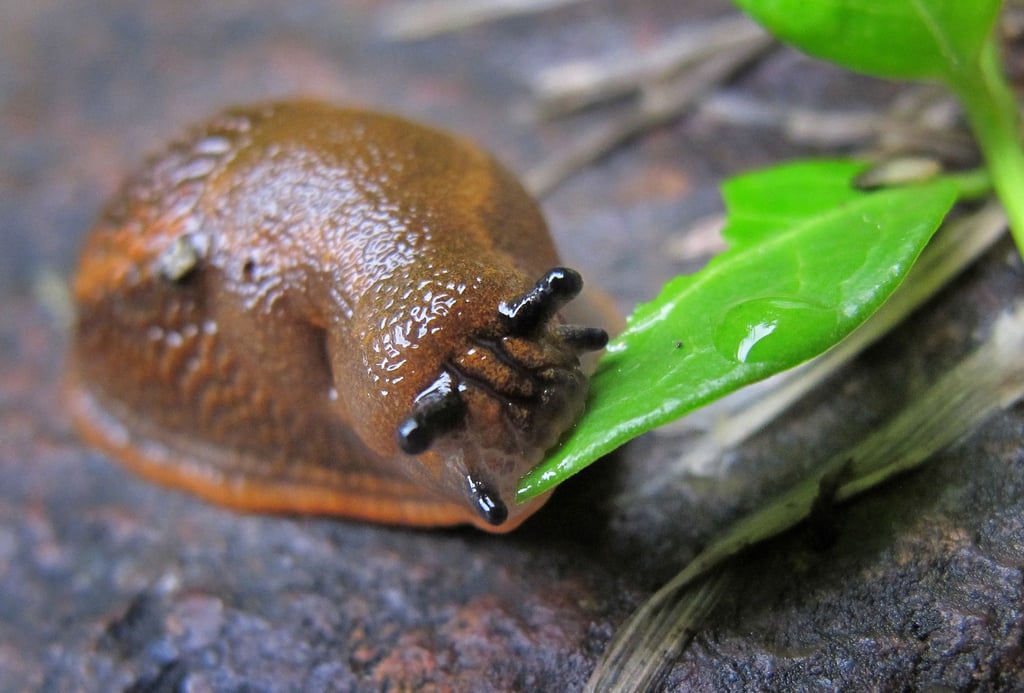 Eine rund zwei Zentimeter große junge Nacktschnecke frisst an einem Blatt.