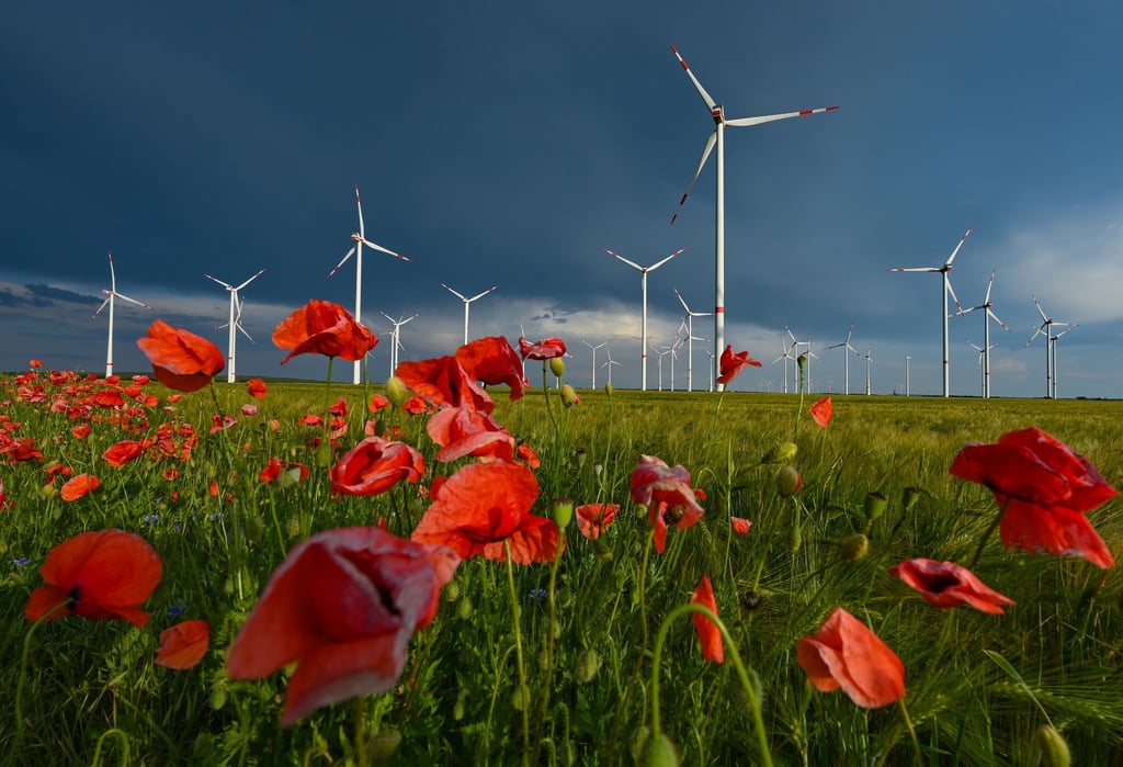 Mohnblumen blühen auf einer Wiesen vor einem Windenergiepark in Brandenburg.