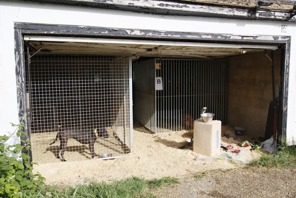Hunde, die in Zwingern gehalten werden. Die Tiere wurden brutal trainiert und bis zum Kampfgewicht ausgehungert, bevor sie in Kämpfe verwickelt wurden, bei denen sie manchmal bis zum Tod kämpften.