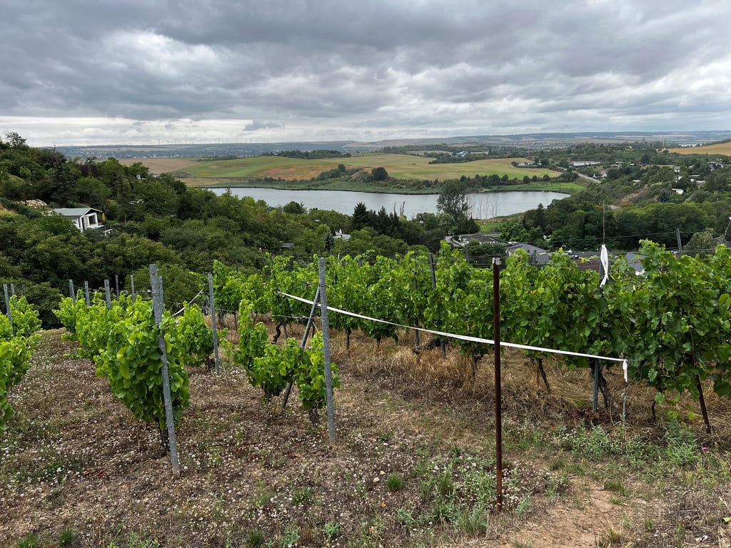 Die Gemeinde Salzatal hat viel zu bieten – so die Weinbauregion Höhnstedt. Dabei ist Tourismus nicht das einzige Thema in der Gemeinde.