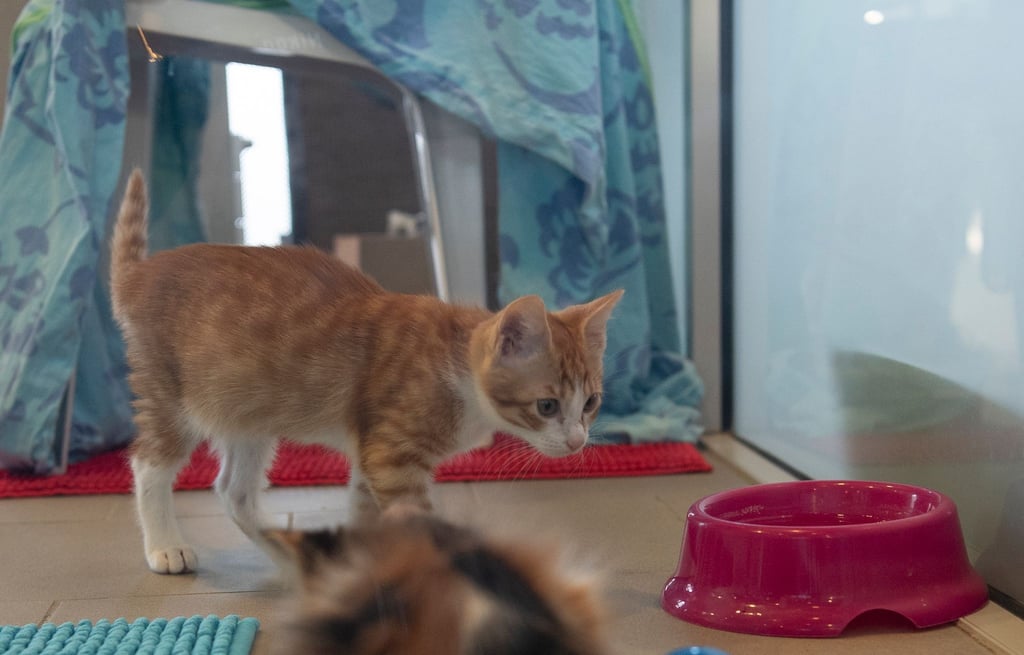 Diese junge Katze ist seit dem Weihnachtsfest neue Bewohnerin im Tierheim Berlin.