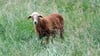 Nolana-Schafe sind Schafe ohne Wolle. Anstelle der Wolle haben sie Haare.