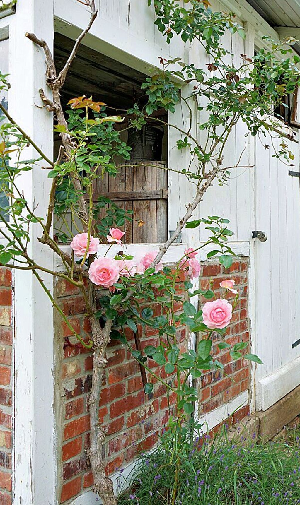Französische Duftrosen wachsen am Schuppen im Shabby-Chic.