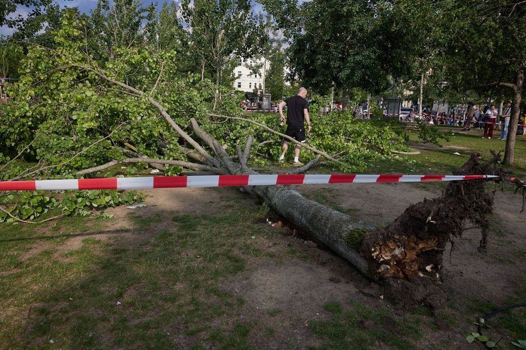 Ein umgestürzter Baum liegt im Mauerpark.