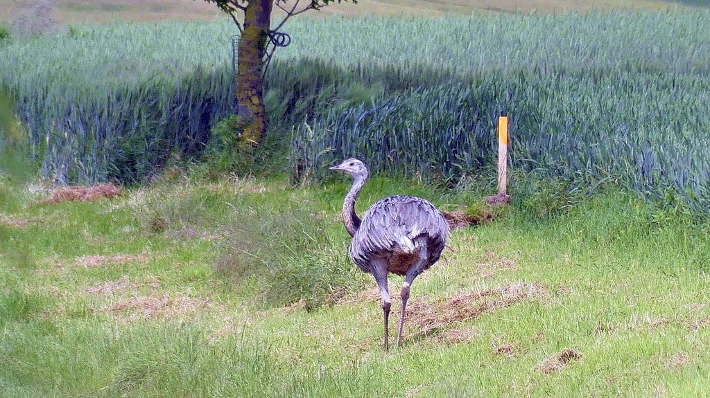 Aufnahme des Nandus bei Polleben. Der flugunfähige Laufvogel gilt für Menschen als ungefährlich.