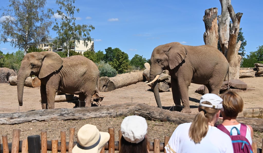 Blick auf das Außengelände der Elefanten im Zoo Magdeburg.