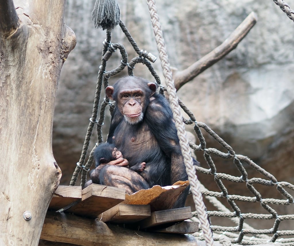 Dieses vom Zoo Leipzig zur Verfügung gestellte Foto zeigt das Schimpansenweibchen Changa mit ihrem Jungtier auf einem Klettergerät.