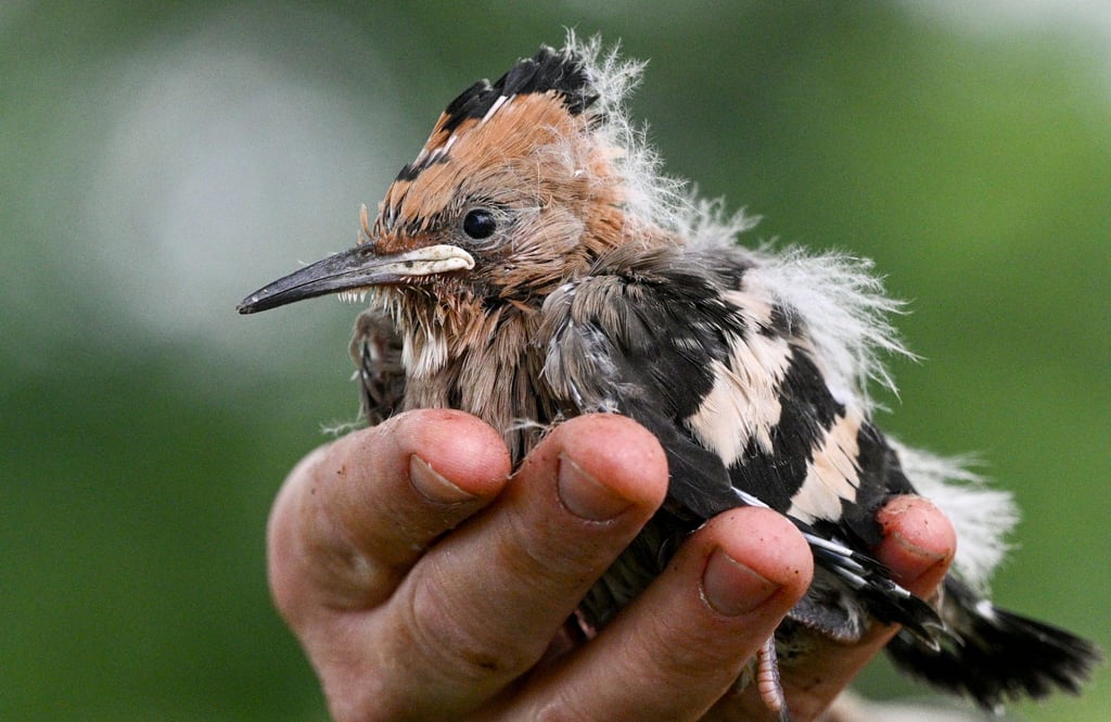 In Sielmanns Naturlandschaft Döberitzer Heide werden derzeit Wiedehopf-Jungvögel beringt und gewogen.