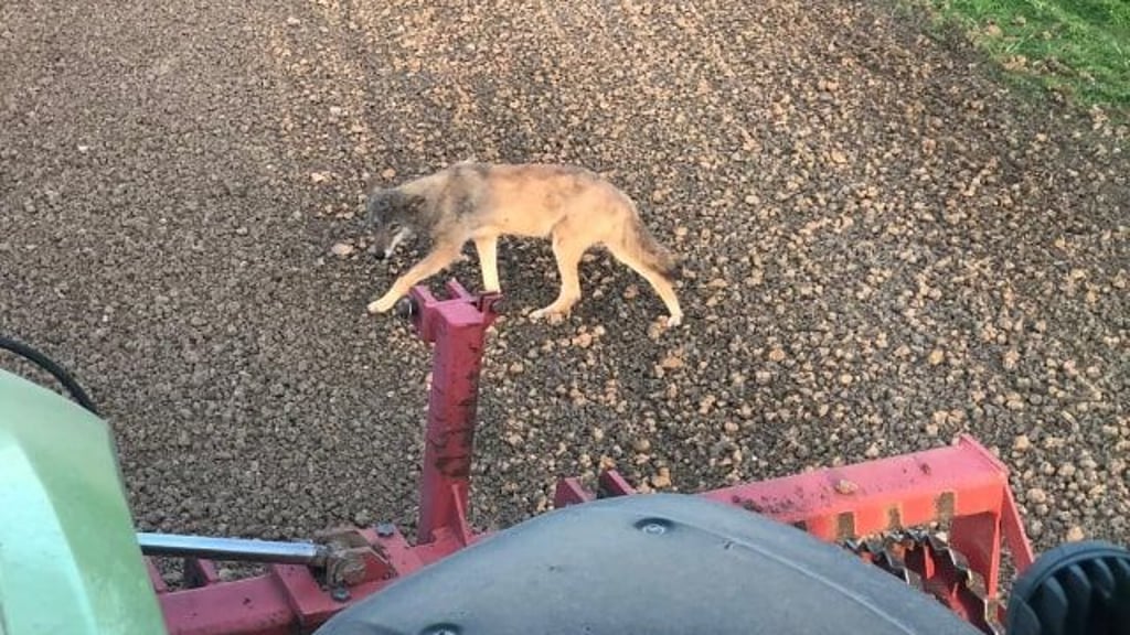 Am 12. April wurde dieser Wolf bei Veltheim in unmittelbarer Nähe von lautstarken Feldmaschinen fotografiert. Unter anderem die fehlende Scheu dieser mutmaßlichen Jungwölfe sorgt die Anwohner der Fallstein-Region.