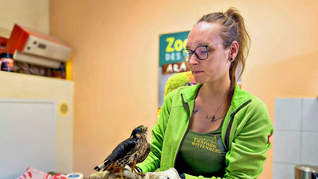 Dieser Baumfalke ist von einem Auto erfasst worden und wird seitdem im Wittenberger Tierpark versorgt. Vize-Tierparkleiterin Lisa Krautschick kümmert sich rührig um ihren gefiederten Patienten, dessen Flügel verletzt ist.