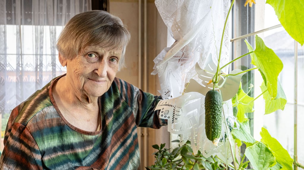 Marianne Hanke in Annaburg hat Gurken in einem ihrer Fenster.