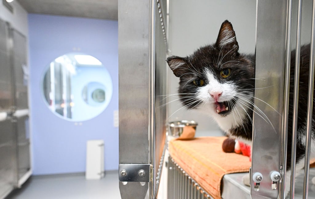 Die Katze Pombär schaut bei der feierlichen Eröffnung der neu gebauten Katzenquarantäne im Tierheim Berlin aus ihrer Box.