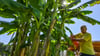 Exoten in unseren Gärten: Werden Bananenstauden hier etwa aufgrund des Klimawandels ein neues Zuhause finden?