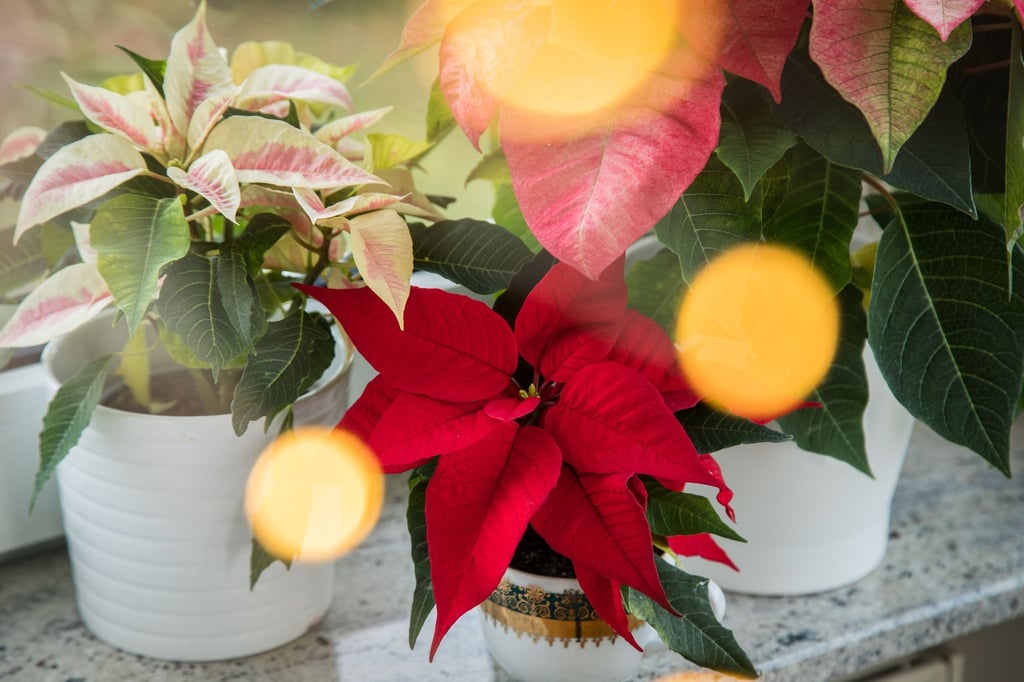 Rot, rosa, weiß: Weihnachtssterne setzen Akzente - gerade dann, wenn sie nicht allein kommen.