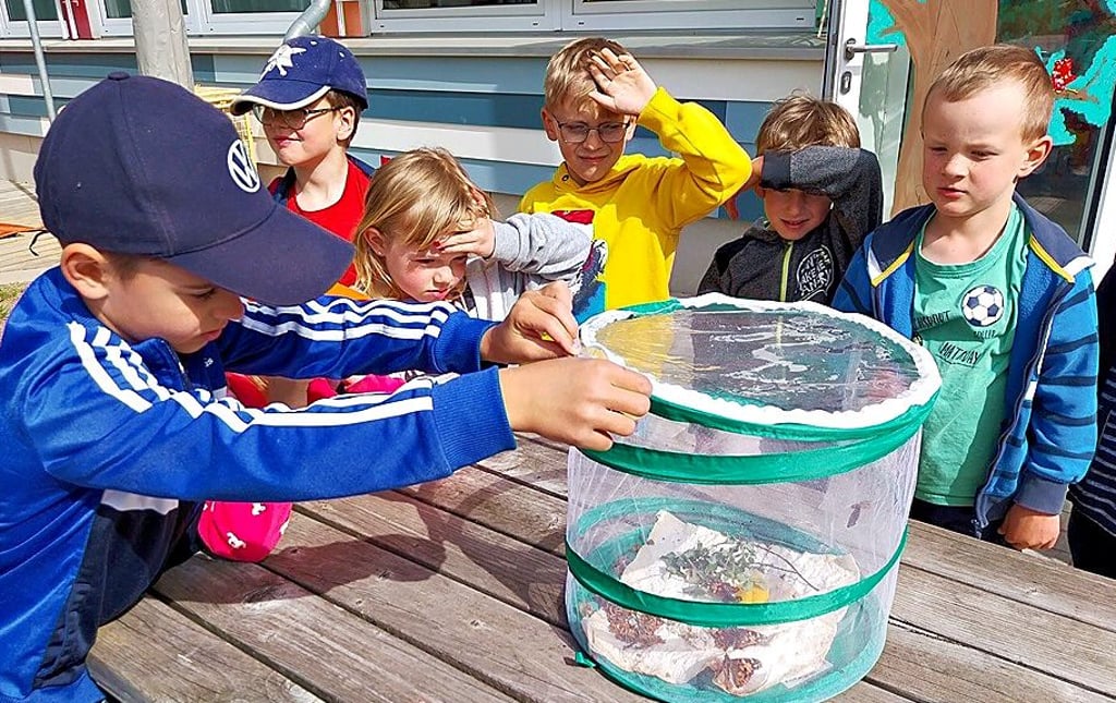 Die Kinder der Kita in Samswegen haben selbst Schmetterlinge gezüchtet.