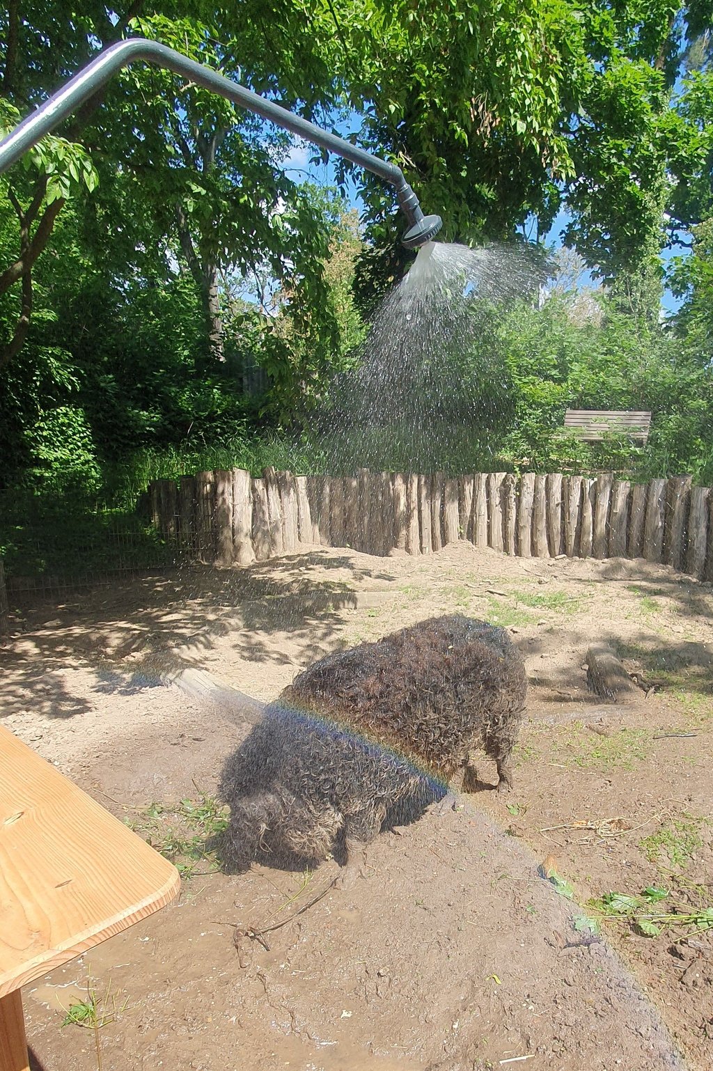 Die Mangalitzaschweine können sich ab sofort in der Schweinedusche abkühlen.