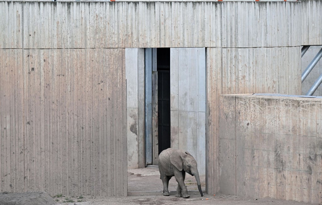 Elefantenmädchen Ayoka kommt am zweiten Geburtstag aus dem Elefantenhaus im Erfurter Zoopark. Ayoka ist Erfurts erstes Elefanten-Kälbchen.