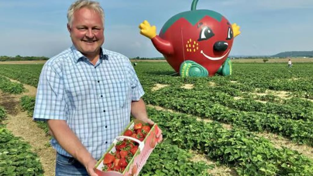 Landwirt Martin Beck aus Keutschen sieht beste Voraussetzungen für eine gute Erdbeerernte 2024, zum Beispiel auf seinem Feld am Bäumchen an der B91.