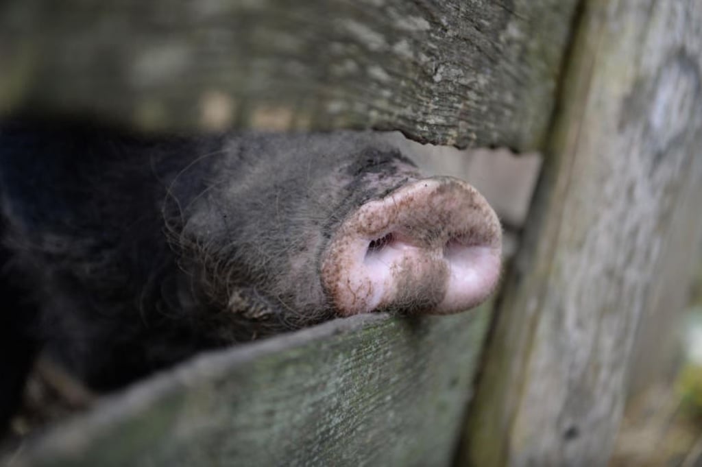 Der Tierpark in Dessau ist um eine einmalige Attraktion reicher.