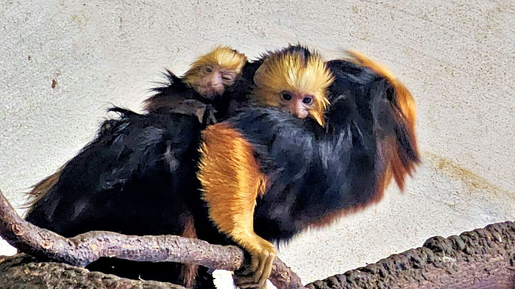 Die beiden Baby-Goldkopflöwenäffchen haben Ende April das Licht der Welt erblickt. Seitdem werden sie vom Affen-Papa huckepack durchs Gehege getragen.